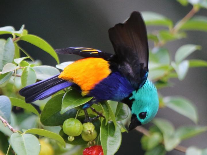 Seven-colored Tanager
