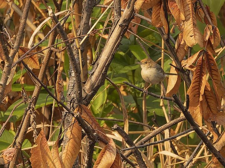 Huambo Cisticola
