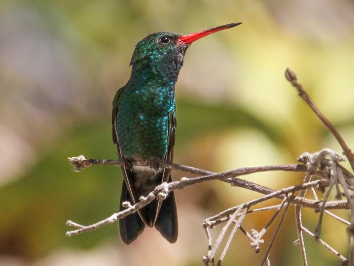 Tres Marias Hummingbird