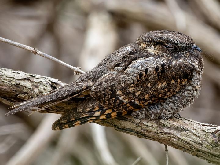 Eastern Whip-poor-will