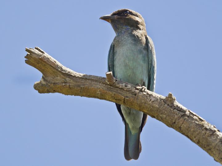 Oriental Dollarbird