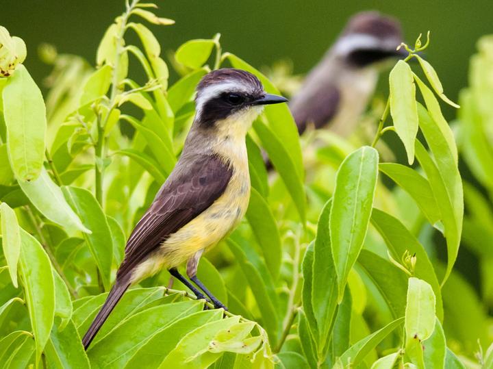 Three-striped Flycatcher