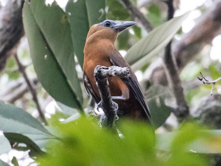 Capuchinbird