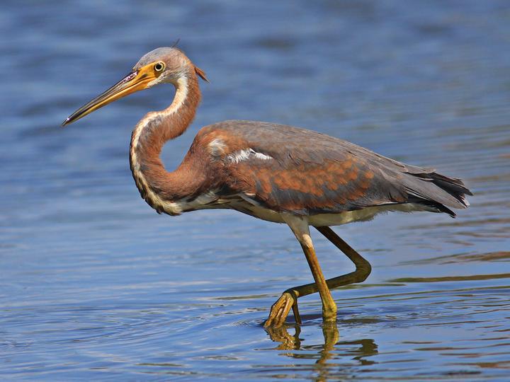 Tricolored Heron