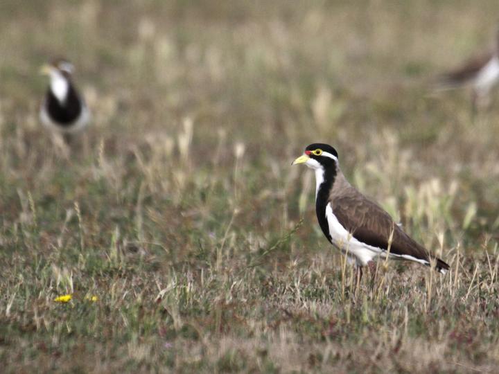 Banded Lapwing
