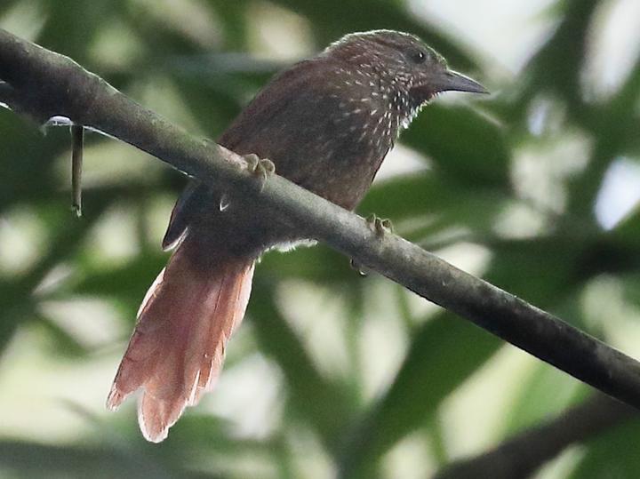 Delta Amacuro Softtail