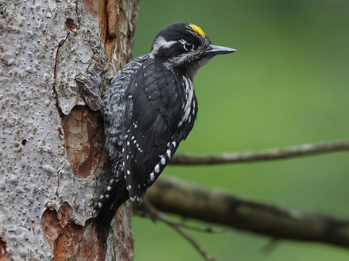 Eurasian Three-toed Woodpecker