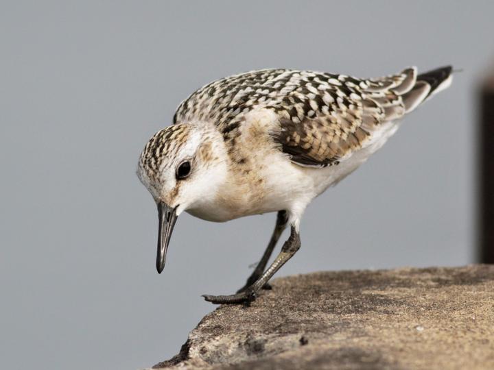 Sanderling
