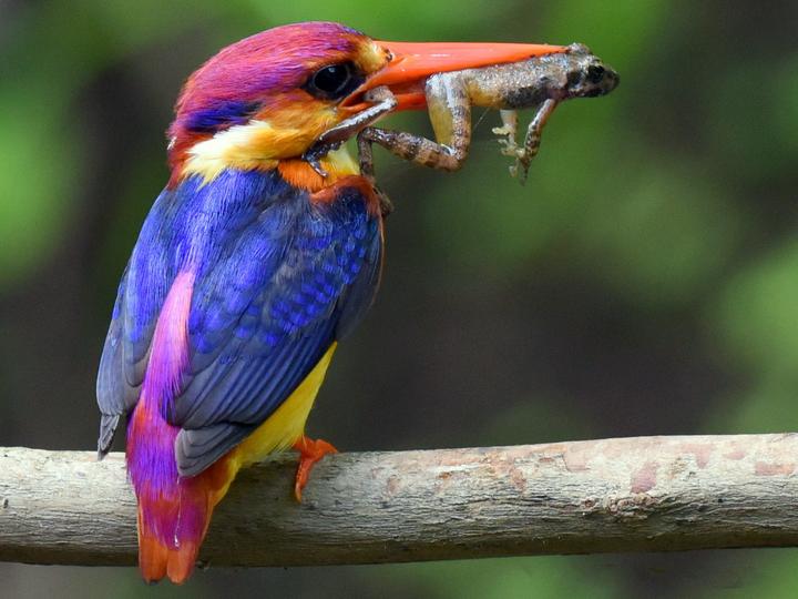 Black-backed Dwarf Kingfisher