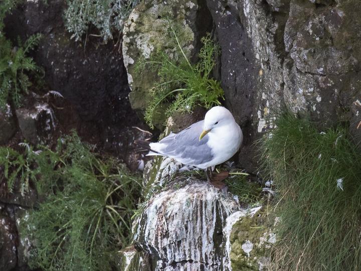 Black-legged Kittiwake