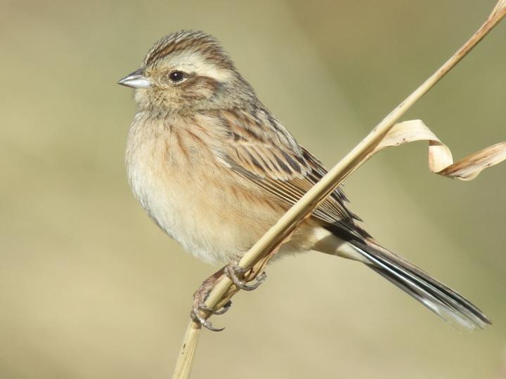Meadow Bunting