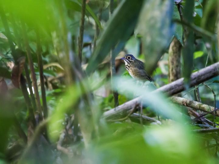 Alta Floresta Antpitta