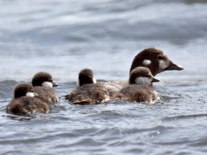Harlequin Duck