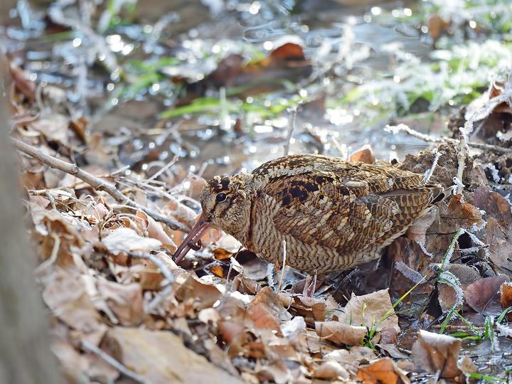 Eurasian Woodcock