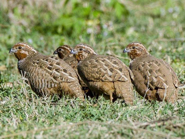 Jungle Bush Quail
