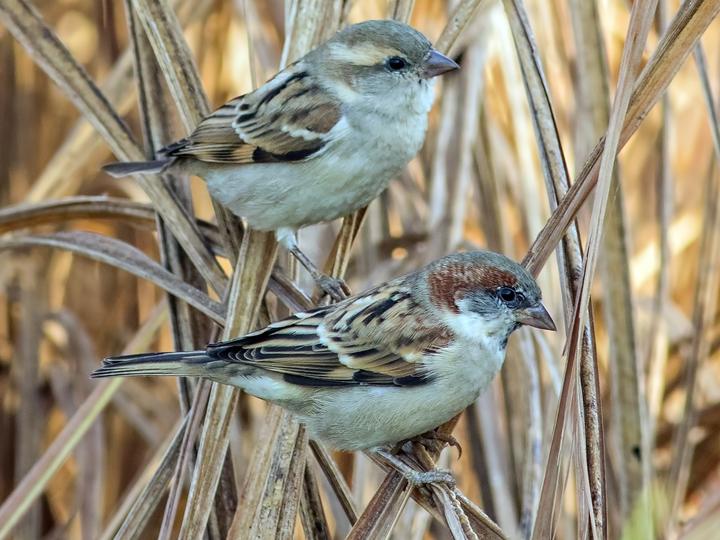 Sind Sparrow