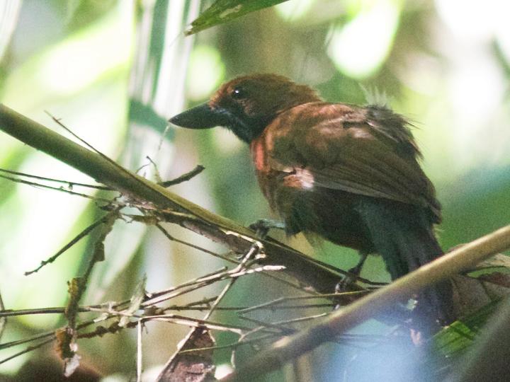 Rondonia Bushbird
