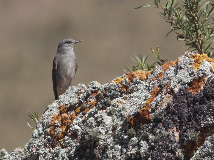 Rufous-webbed Bush Tyrant