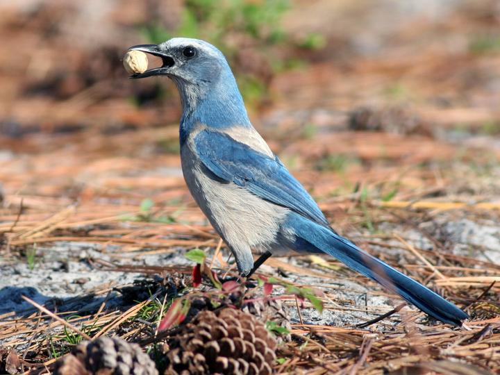 Florida Scrub Jay