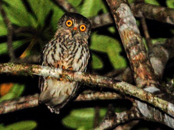Papuan Hawk-Owl