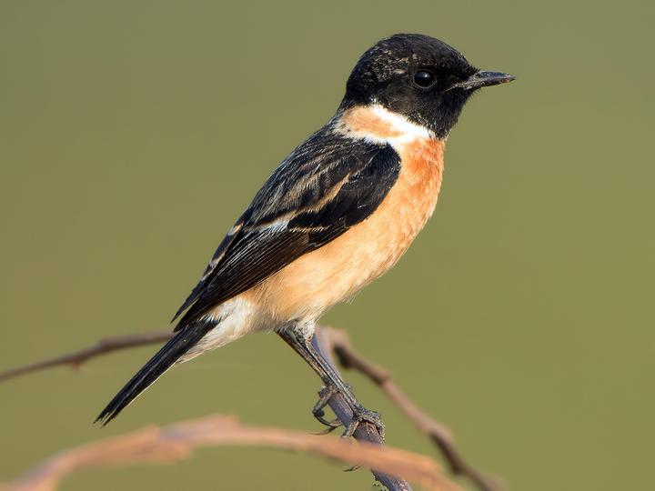 Amur Stonechat