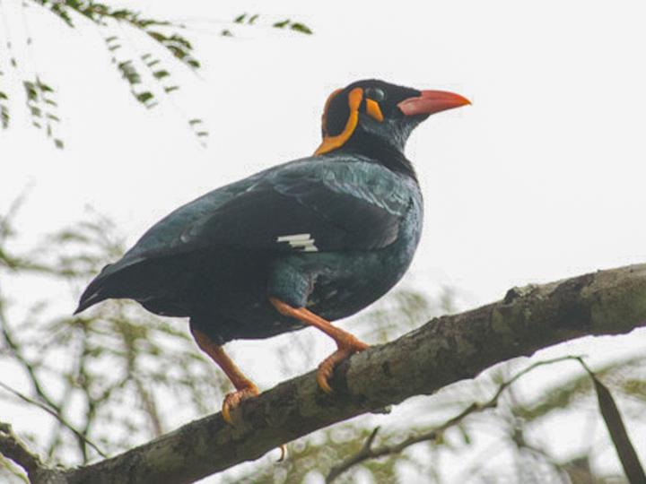 Tenggara Hill Myna