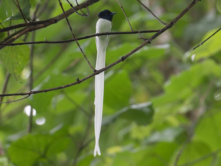 Tenggara Paradise Flycatcher