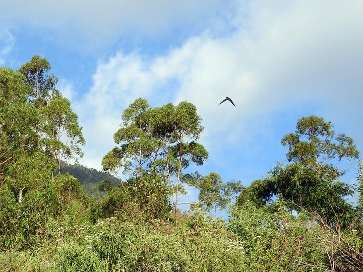 Tenggara Swiftlet