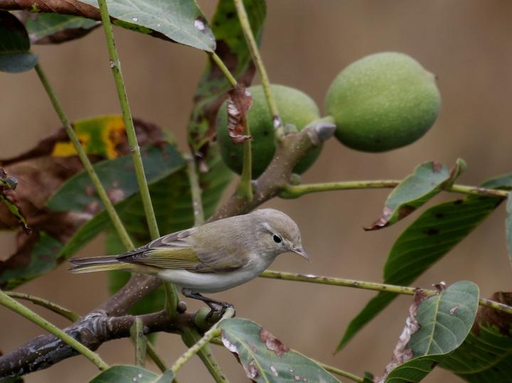 Eastern Bonelli's Warbler