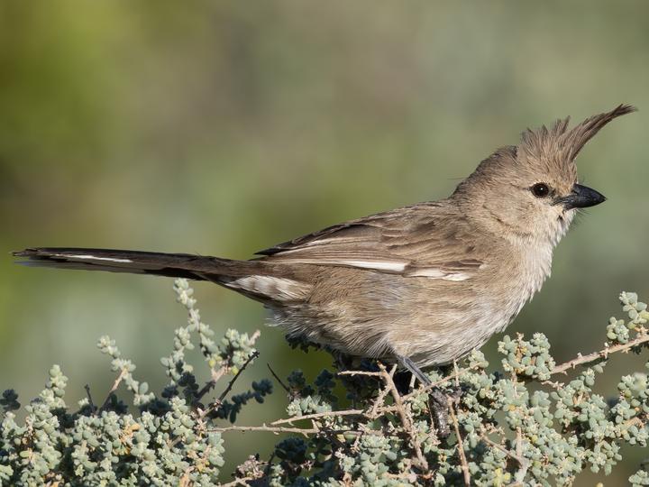 Chirruping Wedgebill