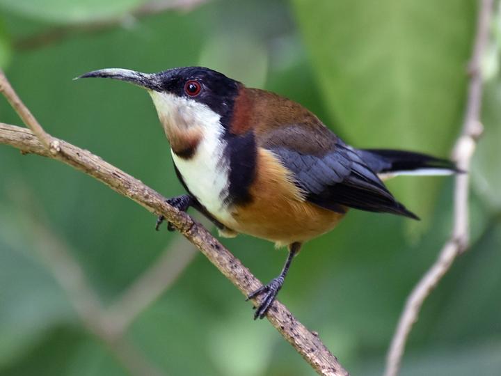 Eastern Spinebill