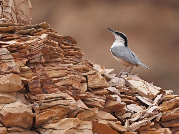 Eastern Rock Nuthatch