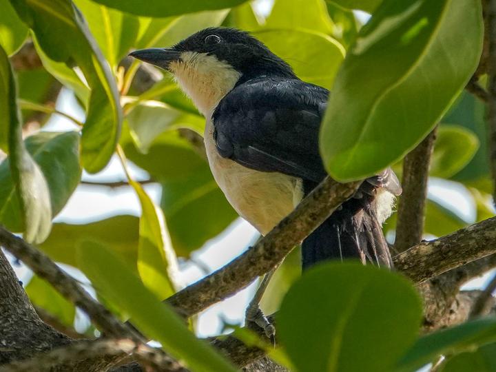 East Coast Boubou