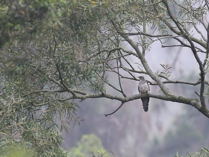 Oriental Cuckoo
