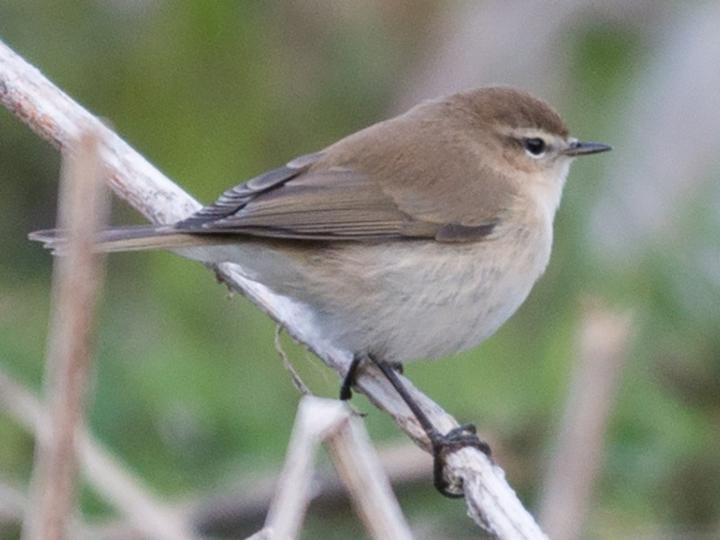 Mountain Chiffchaff