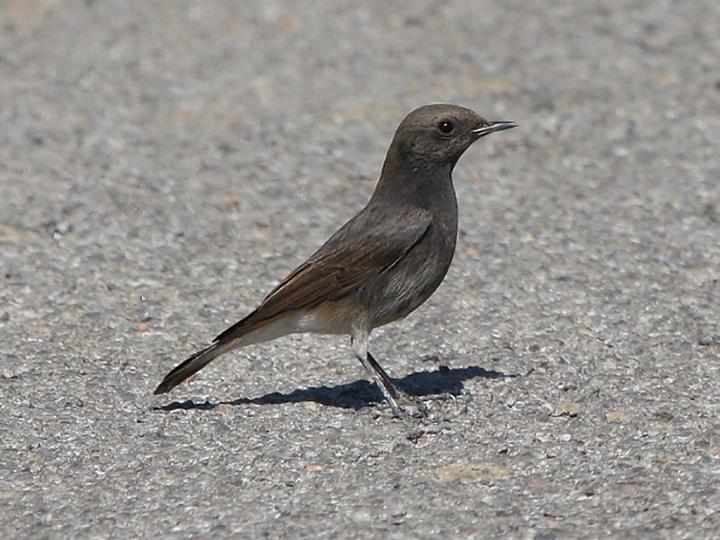 Variable Wheatear