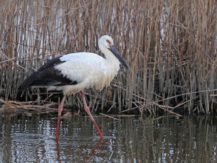 Oriental Stork