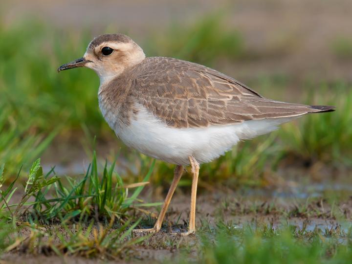 Oriental Plover