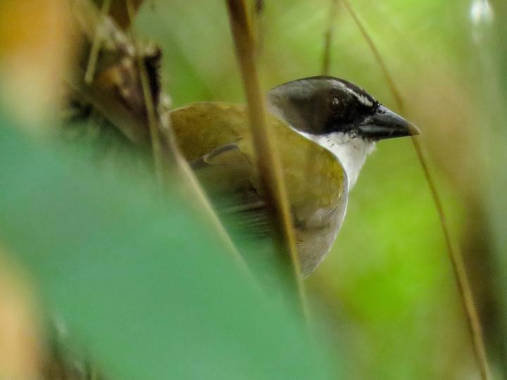 Perija Brushfinch