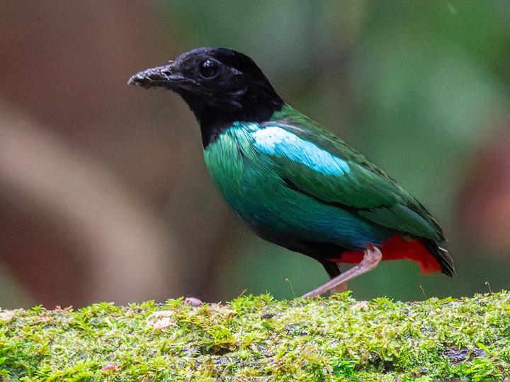 Eastern Hooded Pitta