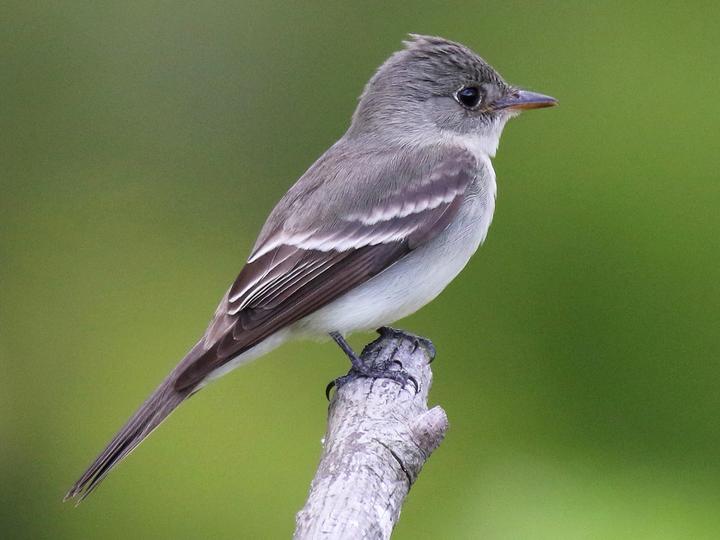 Eastern Wood Pewee
