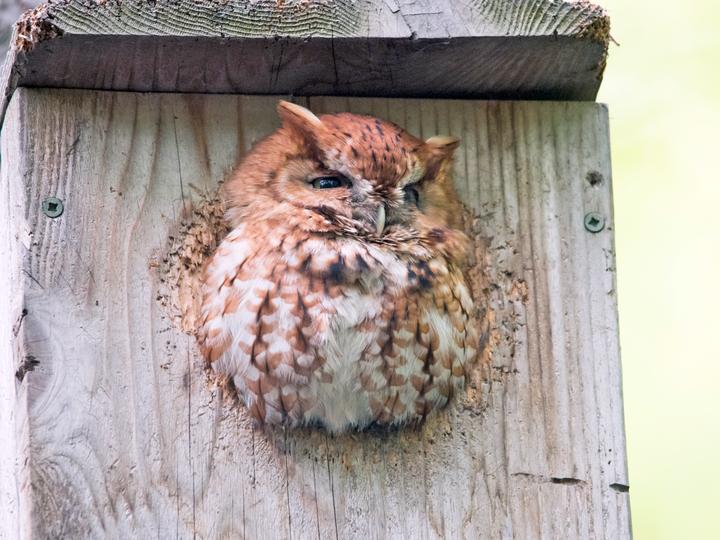 Eastern Screech Owl