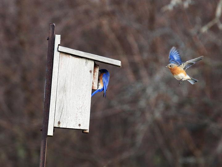 Eastern Bluebird