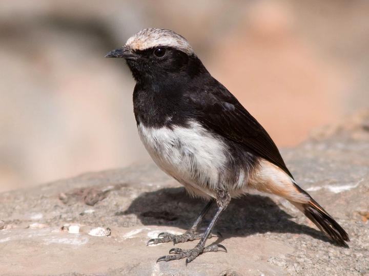 Abyssinian Wheatear