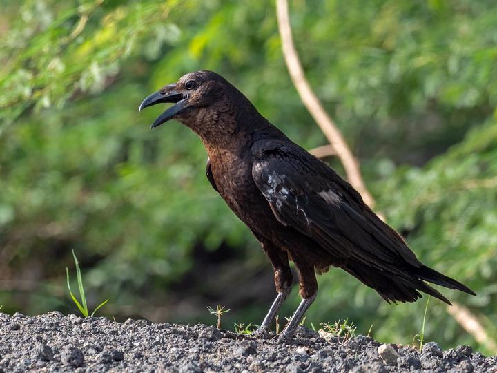 Somali Crow