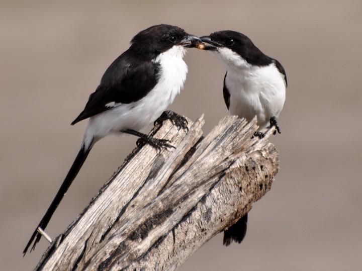 Long-tailed Fiscal