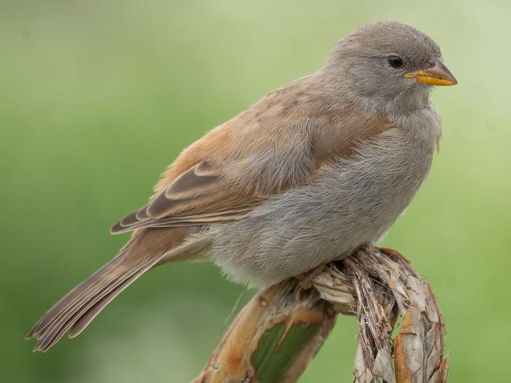 Swahili Sparrow