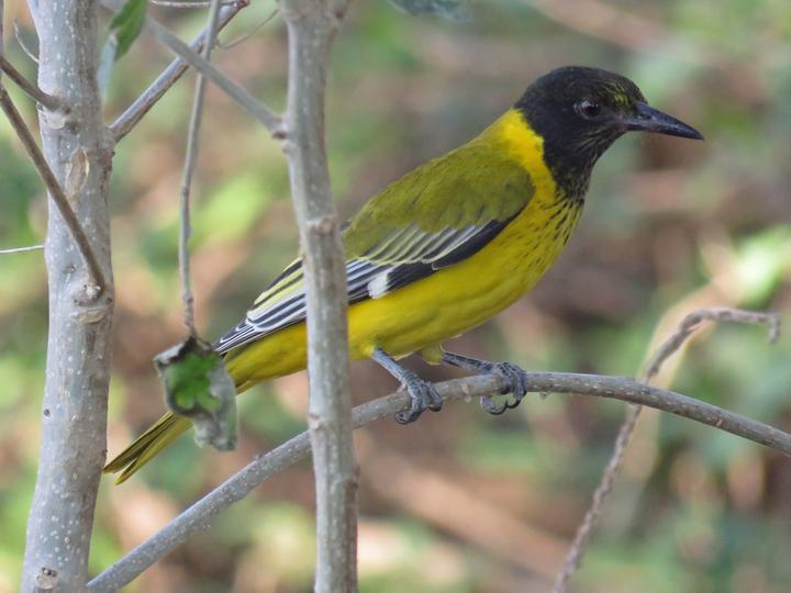 Black-headed Oriole