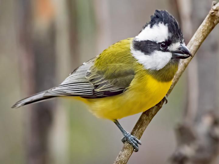 Eastern Shriketit