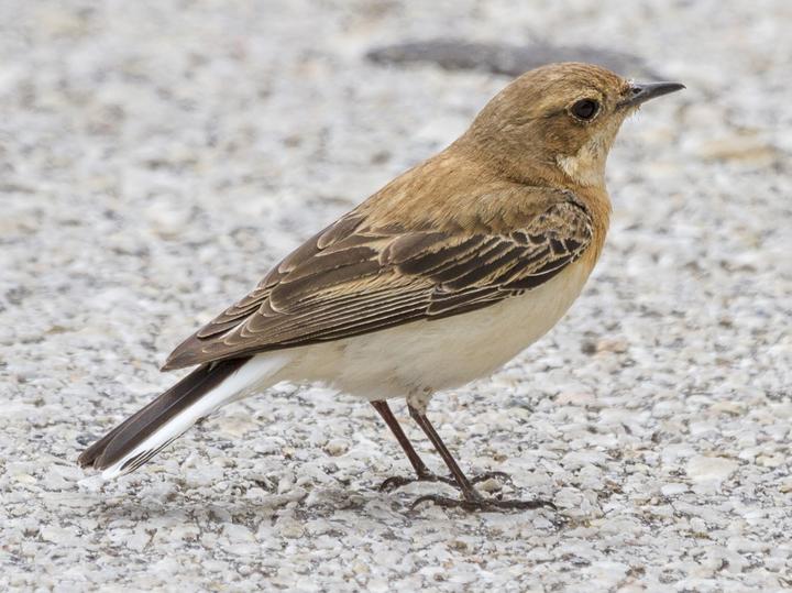 Eastern Black-eared Wheatear